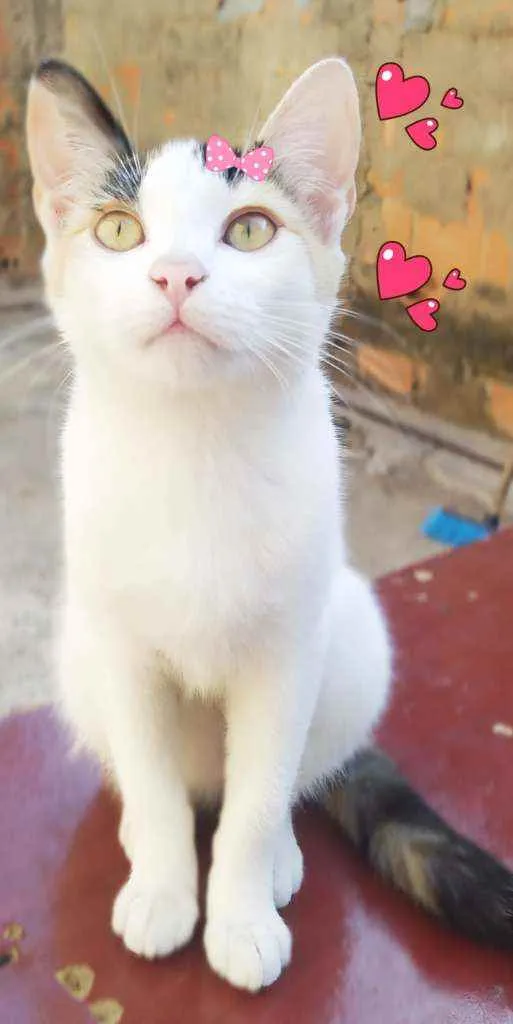 Gato ra a Srd idade 2 a 6 meses nome Sandy