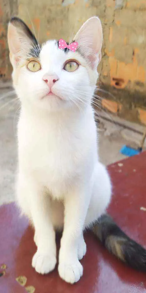 Gato ra a Srd idade 2 a 6 meses nome Sandy