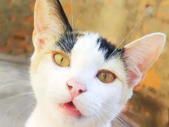 Gato ra a Srd idade 2 a 6 meses nome Sandy