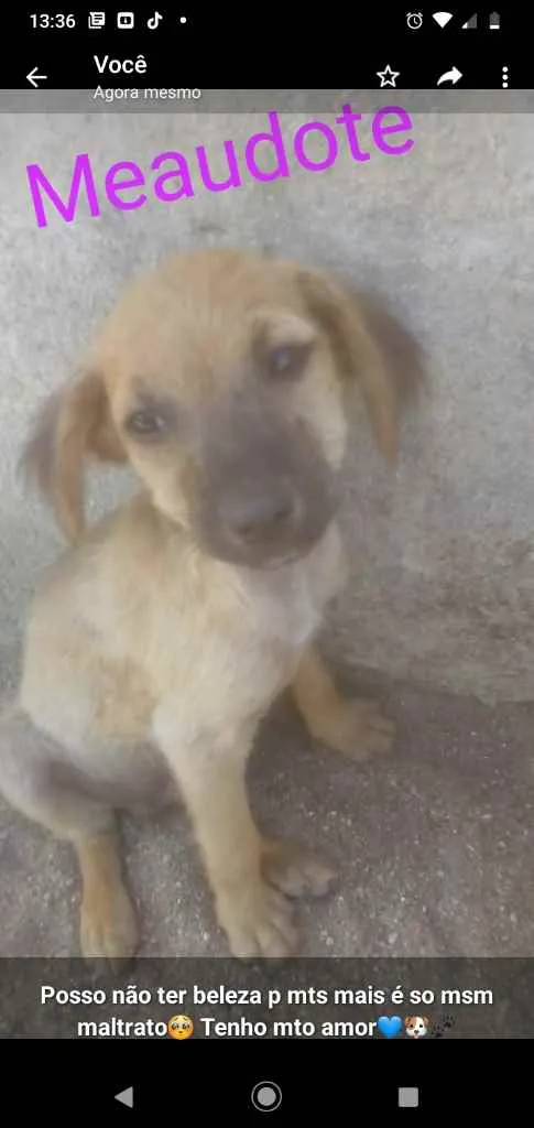 Cachorro ra a SRD idade 2 a 6 meses nome Sem nome