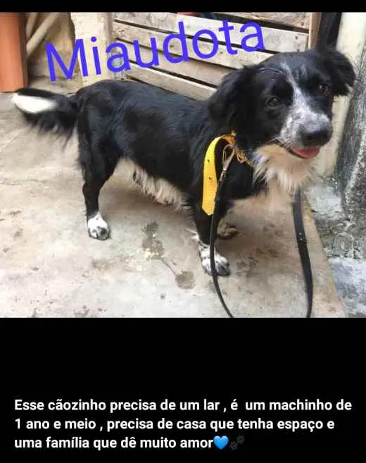 Cachorro ra a SRD idade 2 a 6 meses nome Sem nome