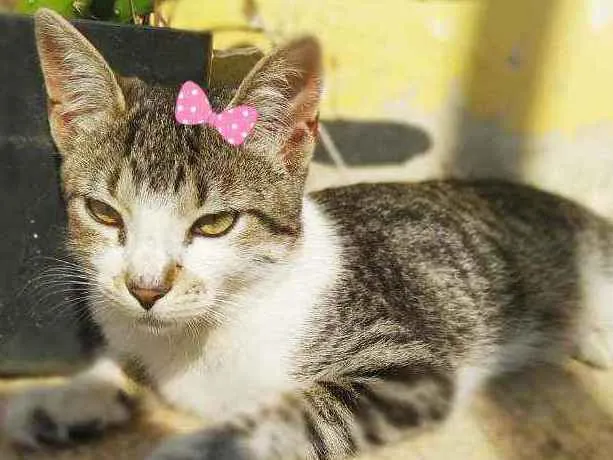 Gato ra a Srd idade 2 a 6 meses nome Melissa