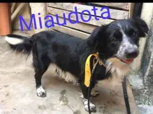 Cachorro raça SRD idade 2 a 6 meses nome Sem nome
