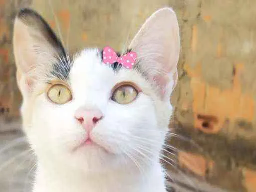 Gato ra a Srd idade 2 a 6 meses nome Sandy