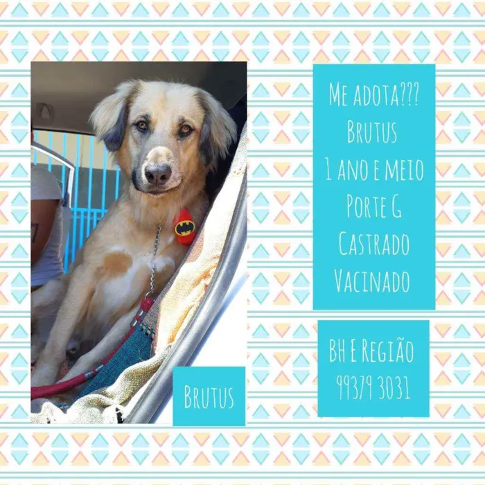 Cachorro raça SRD idade 1 ano nome Brutus 