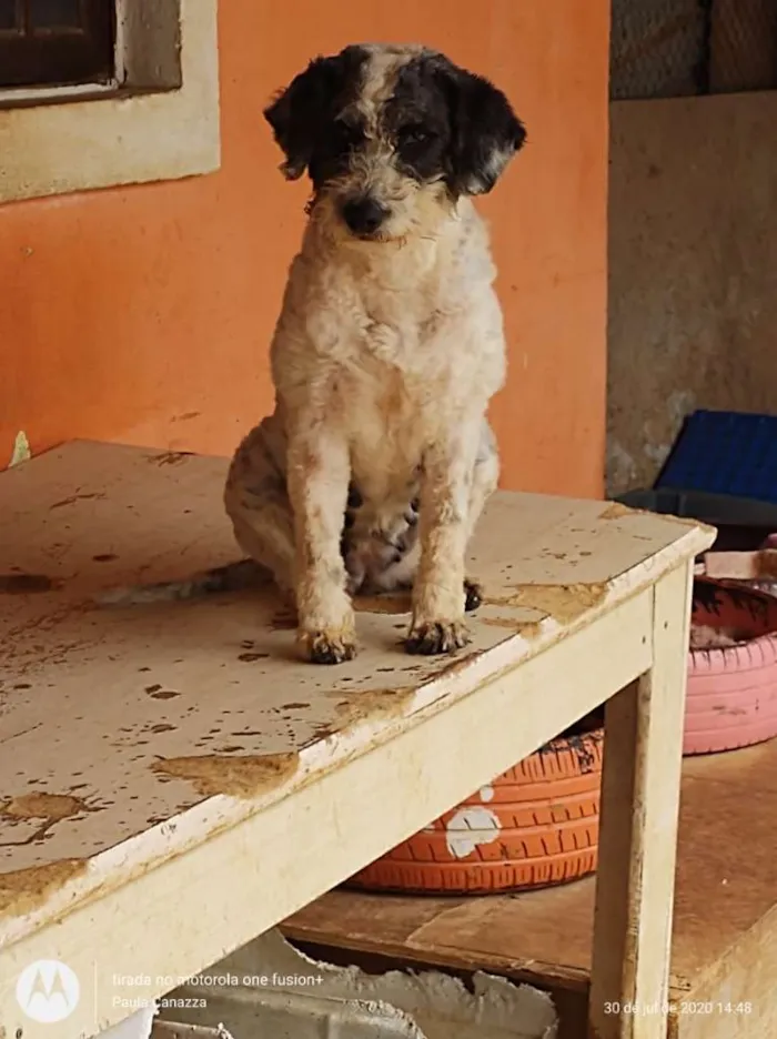 Cachorro ra a SRD-ViraLata idade 3 anos nome Priscila