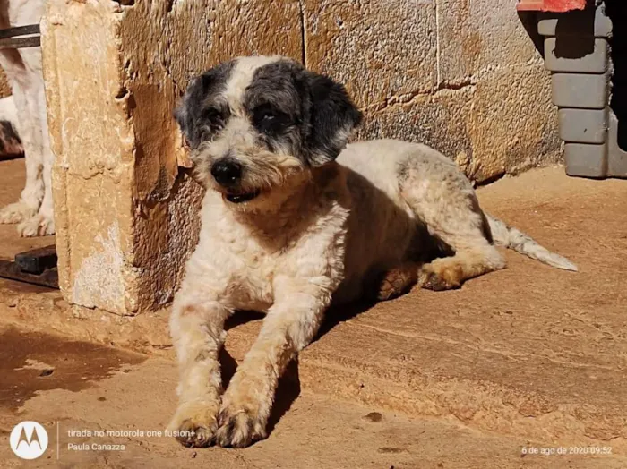 Cachorro ra a SRD-ViraLata idade 3 anos nome Priscila