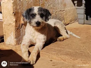 Cachorro raça SRD-ViraLata idade 3 anos nome Priscila