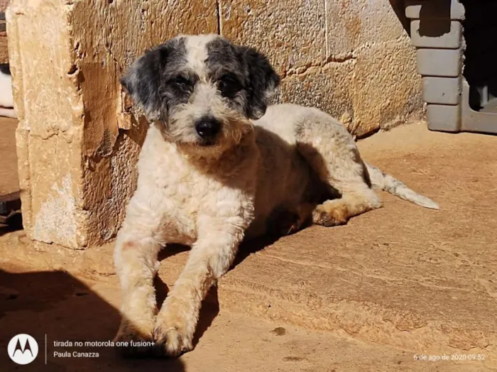 Cachorro ra a SRD-ViraLata idade 3 anos nome Priscila