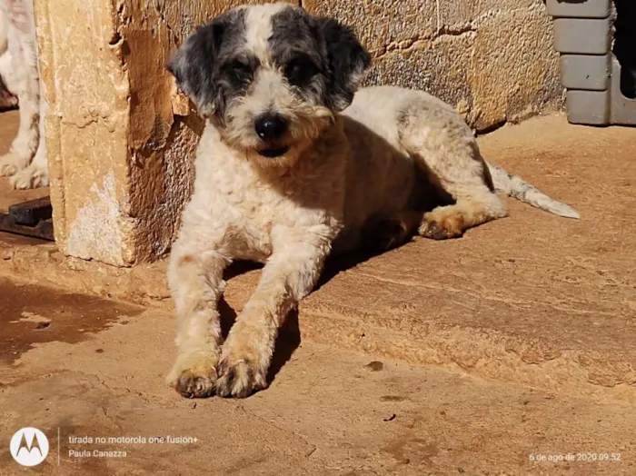 Cachorro ra a SRD-ViraLata idade 3 anos nome Priscila