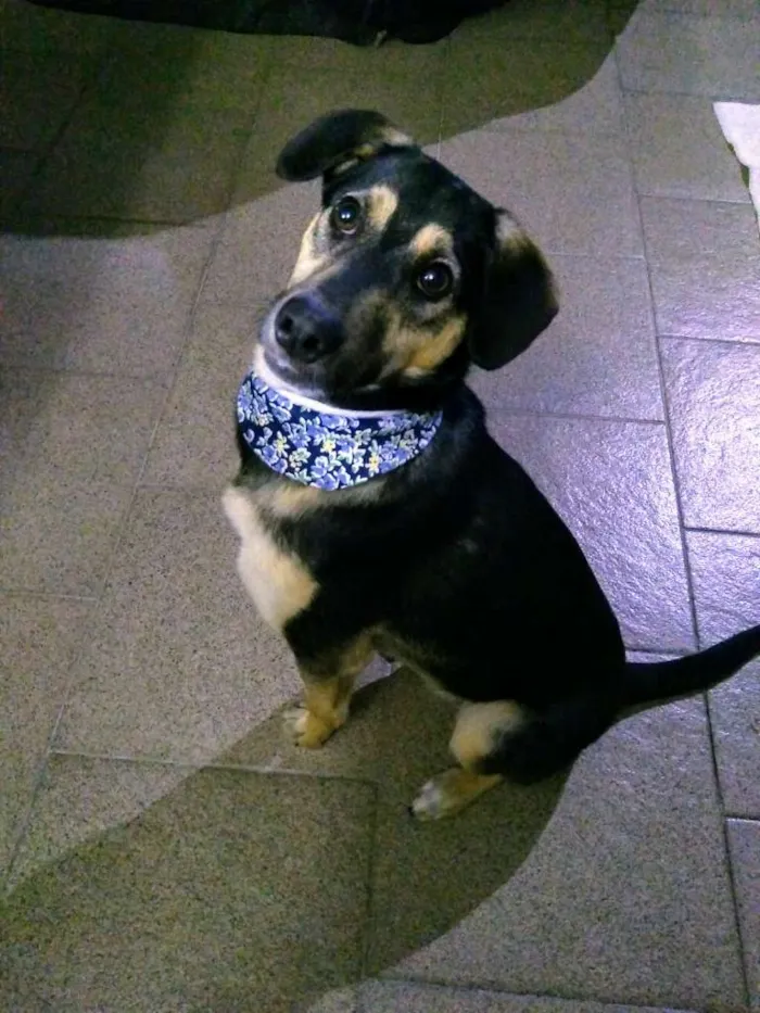 Cachorro ra a SRD-ViraLata idade 7 a 11 meses nome Mel