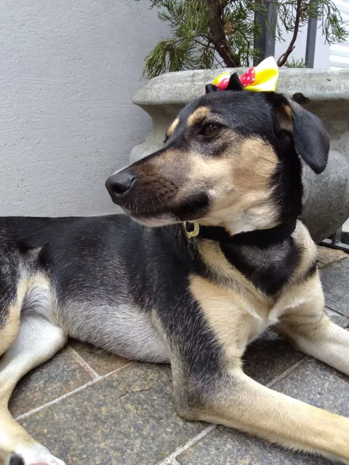 Cachorro ra a SRD-ViraLata idade 7 a 11 meses nome Mel