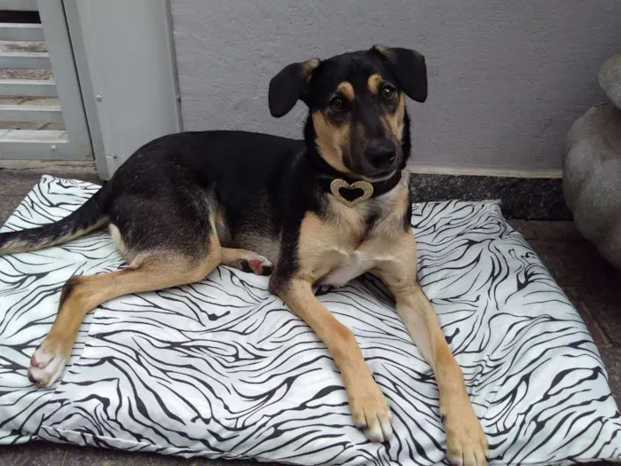 Cachorro ra a SRD-ViraLata idade 7 a 11 meses nome Mel