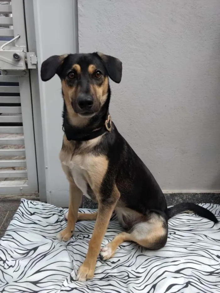 Cachorro ra a SRD-ViraLata idade 7 a 11 meses nome Mel