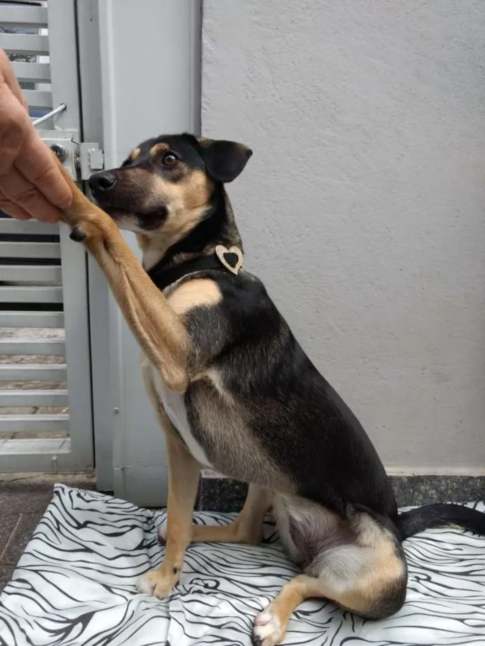 Cachorro ra a SRD-ViraLata idade 7 a 11 meses nome Mel