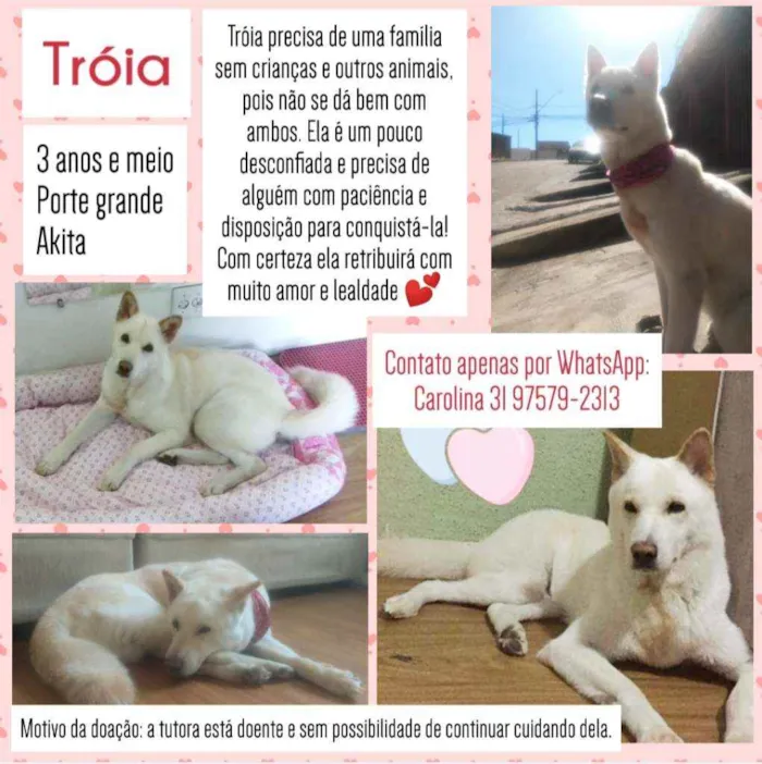 Cachorro ra a Akita idade 3 anos nome Tróia 
