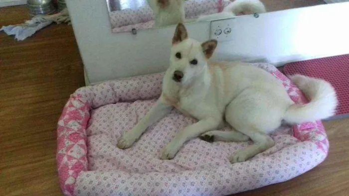 Cachorro ra a Akita idade 3 anos nome Tróia 