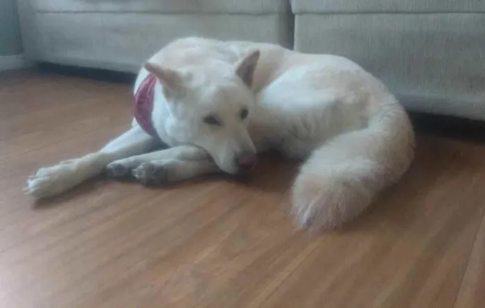 Cachorro ra a Akita idade 3 anos nome Tróia 