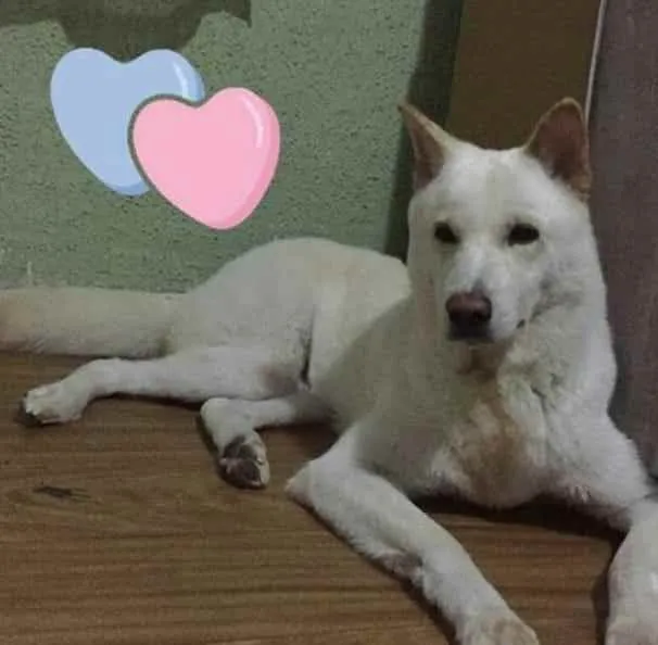 Cachorro ra a Akita idade 3 anos nome Tróia 