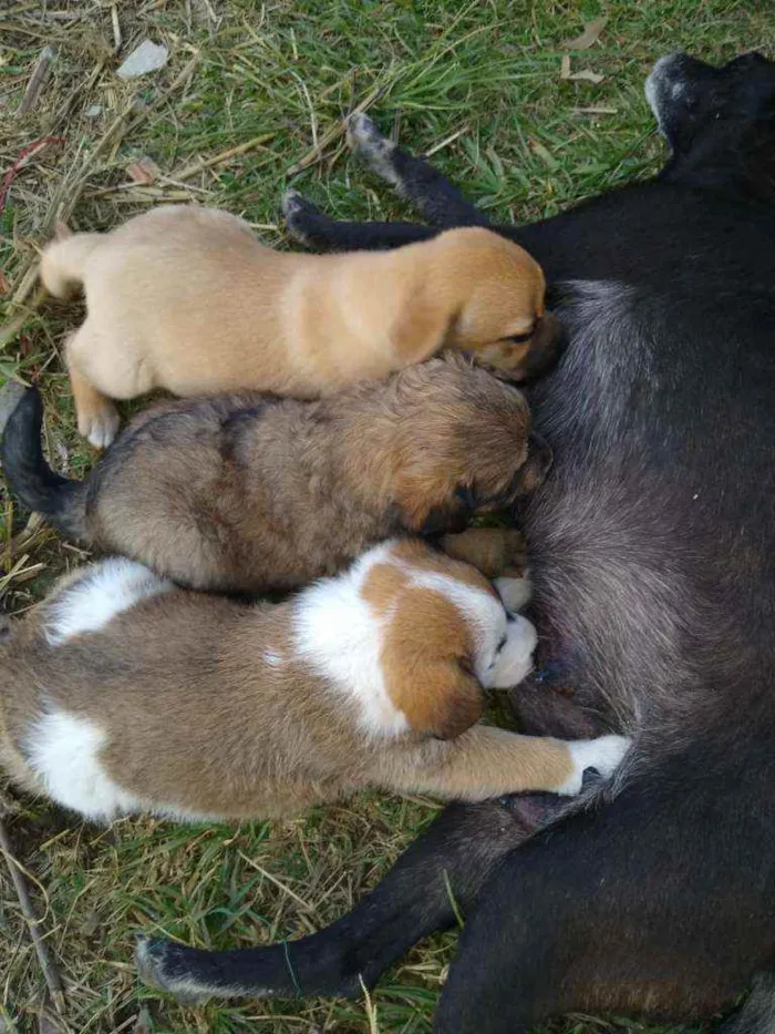 Cachorro ra a SRD idade 2 a 6 meses nome Tobinho
