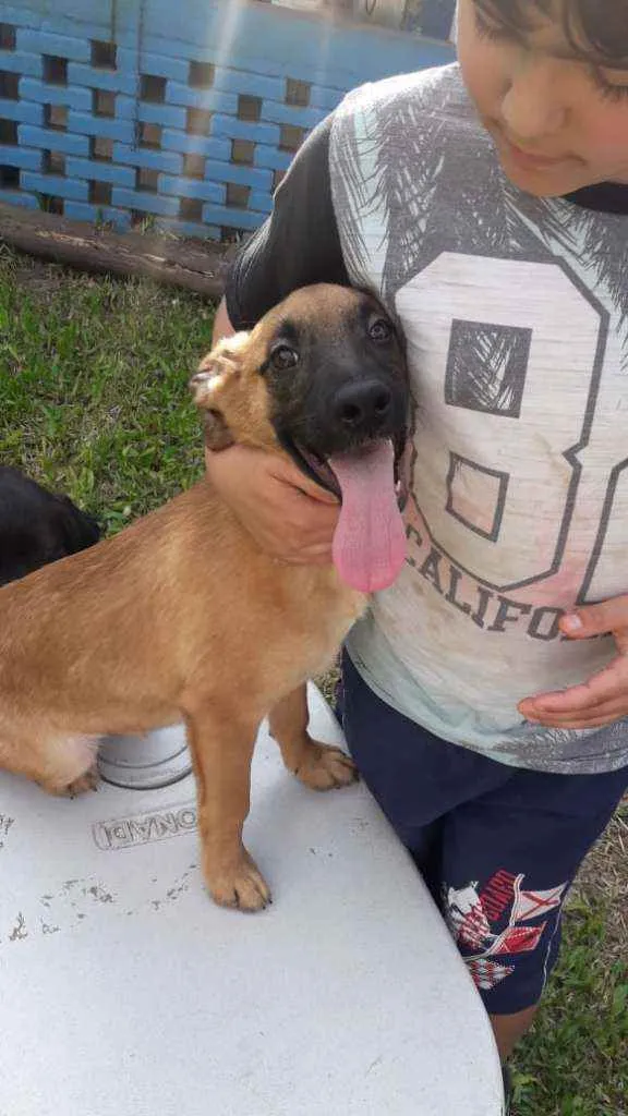 Cachorro ra a SRD idade 2 a 6 meses nome Tobinho