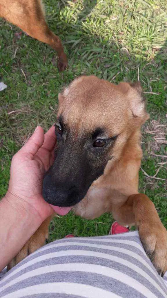 Cachorro ra a SRD idade 2 a 6 meses nome Tobinho
