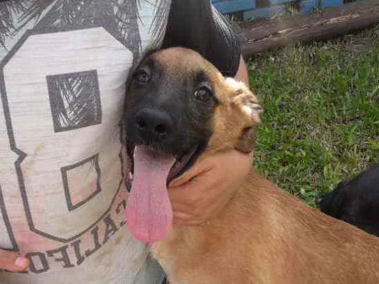 Cachorro ra a SRD idade 2 a 6 meses nome Tobinho