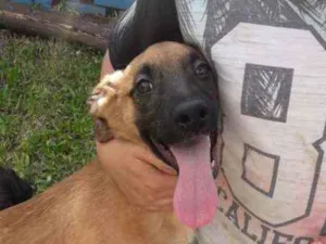 Cachorro raça SRD idade 2 a 6 meses nome Tobinho