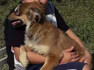 Cachorro raça SRD idade 2 a 6 meses nome Sia