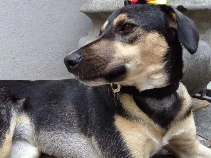 Cachorro ra a SRD-ViraLata idade 7 a 11 meses nome Mel