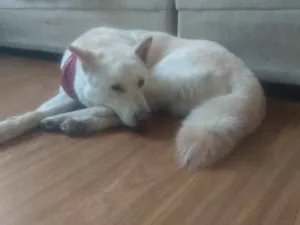 Cachorro raça Akita idade 3 anos nome Tróia 