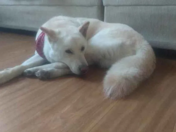Cachorro ra a Akita idade 3 anos nome Tróia 