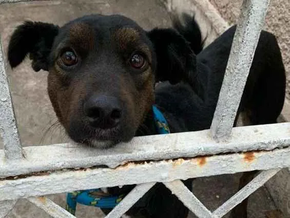Cachorro raça SRD-ViraLata idade 1 ano nome Maya 
