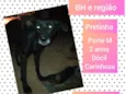 Pretinha 