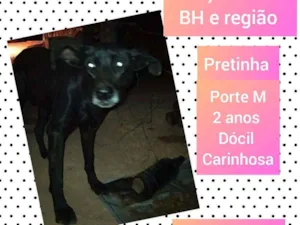 Cachorro raça SRD idade 2 anos nome Pretinha 