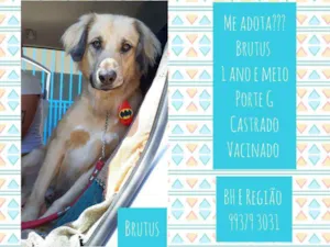 Cachorro raça SRD idade 1 ano nome Brutus 
