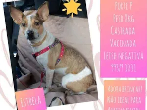 Cachorro raça SRD idade 1 ano nome Estrela