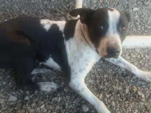 Cachorro raça Mestiça Pit bull  idade 1 ano nome Safira 