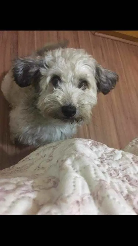 Cachorro ra a Yorkshire com Vira-lata  idade 5 anos nome Guerrero