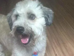 Cachorro raça Yorkshire com Vira-lata  idade 5 anos nome Guerrero