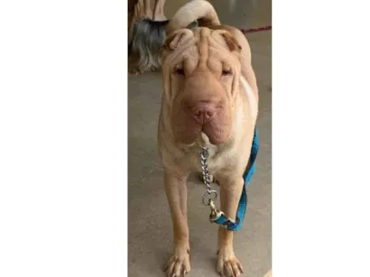 Cachorro raça SharPei idade 3 anos nome Minie GRATIFICA