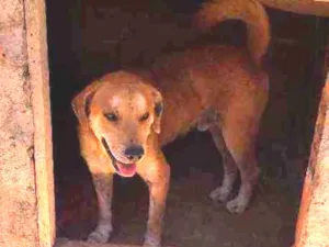 Cachorro raça Vira lata idade 3 anos nome Bolota