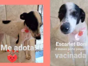 Cachorro raça Srd idade 2 a 6 meses nome Boni