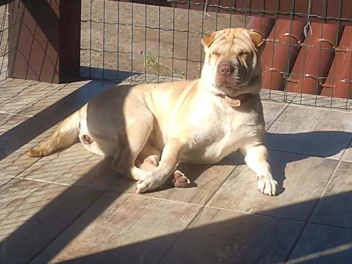 Cachorro ra a Sharpei idade 2 anos nome Nina
