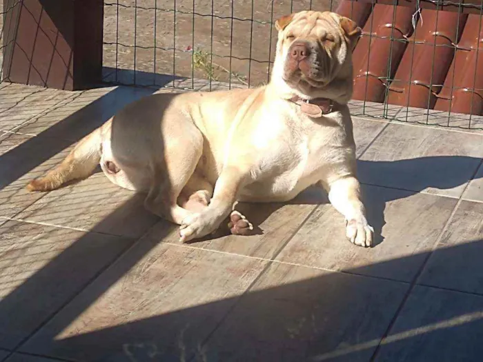 Cachorro ra a Sharpei idade 2 anos nome Nina