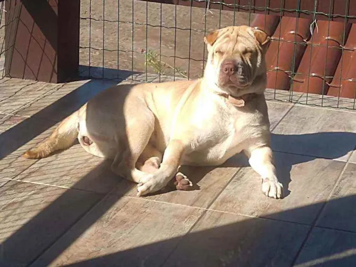 Cachorro ra a Sharpei idade 2 anos nome Nina