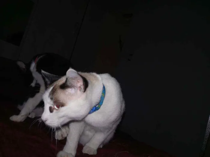 Gato ra a Nd idade 2 anos nome Chantily