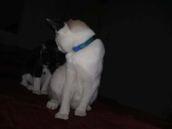 Gato ra a Nd idade 2 anos nome Chantily