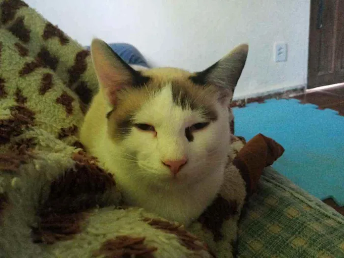 Gato ra a Nd idade 2 anos nome Chantily