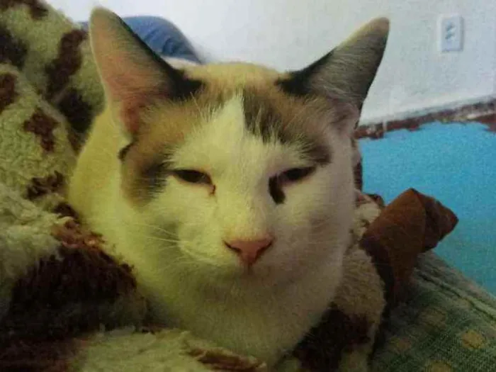 Gato ra a Nd idade 2 anos nome Chantily